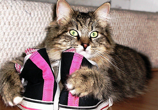 Какие средства эффективно удалят запах кошачьей мочи с обуви