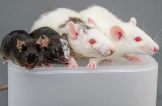 Как избавиться от мышей и крыс